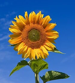 Аватар пользователя Sunflower