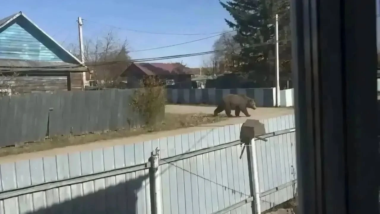 Женщину из Амурской области оштрафовали на 15 тысяч рублей за фото медведя, созданное с помощью ИИ. По данным - изображение