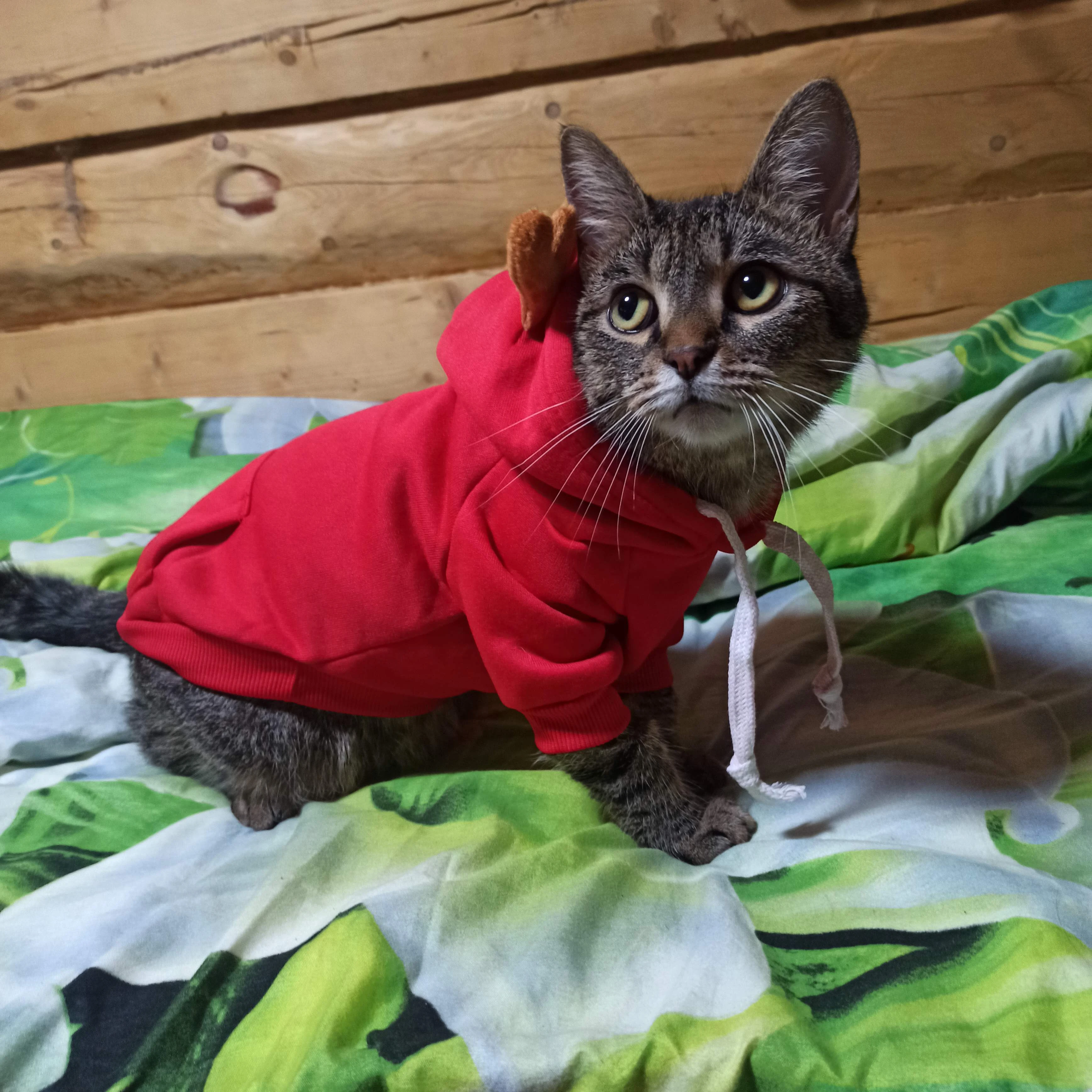 😽 Кошка Муха ходит за мной. Смотреть на Ютуб ▶️ Будем рады видеть Вас на своём канале. Снимаю добрые ролики про - изображение