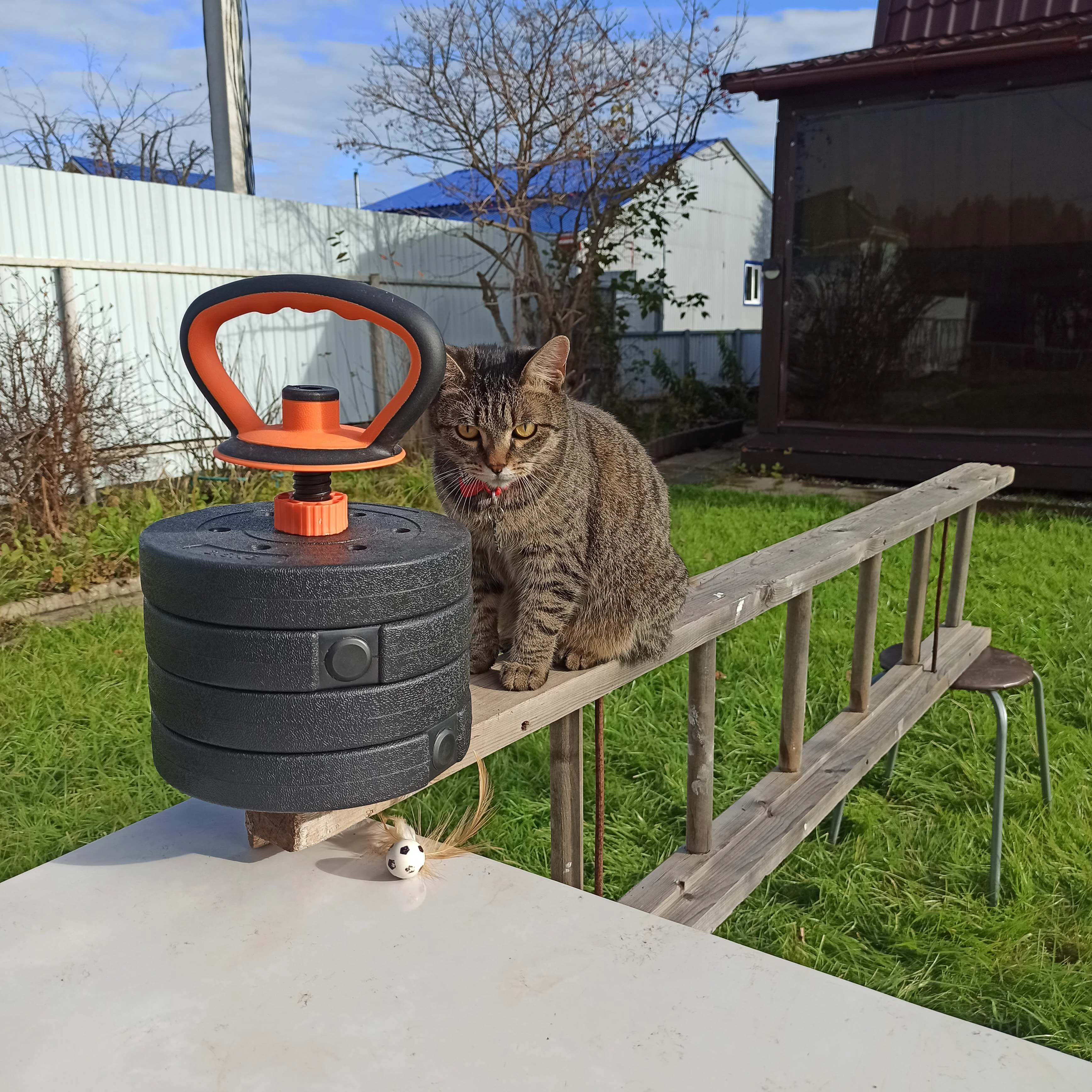 Продолжаем отдыхать на даче и снимать добрые ролики с кошечкой Мухой 😺 Сегодня целый день тренировали полосу - изображение