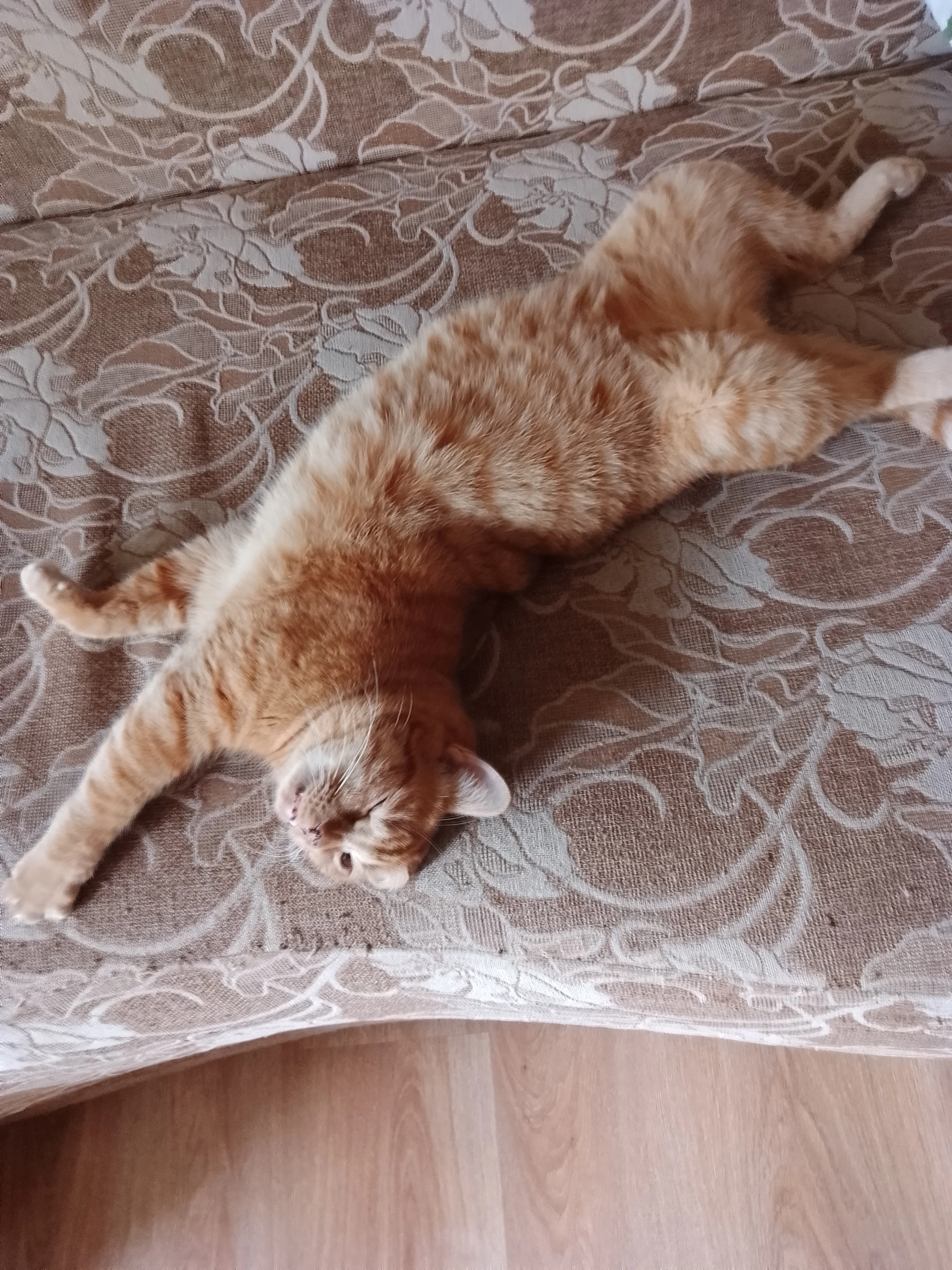 Время «манулов»: как мои пушистики готовятся к зиме 🐱💤 Добрый вечер, друзья! Давно я не показывала вам своих - изображение