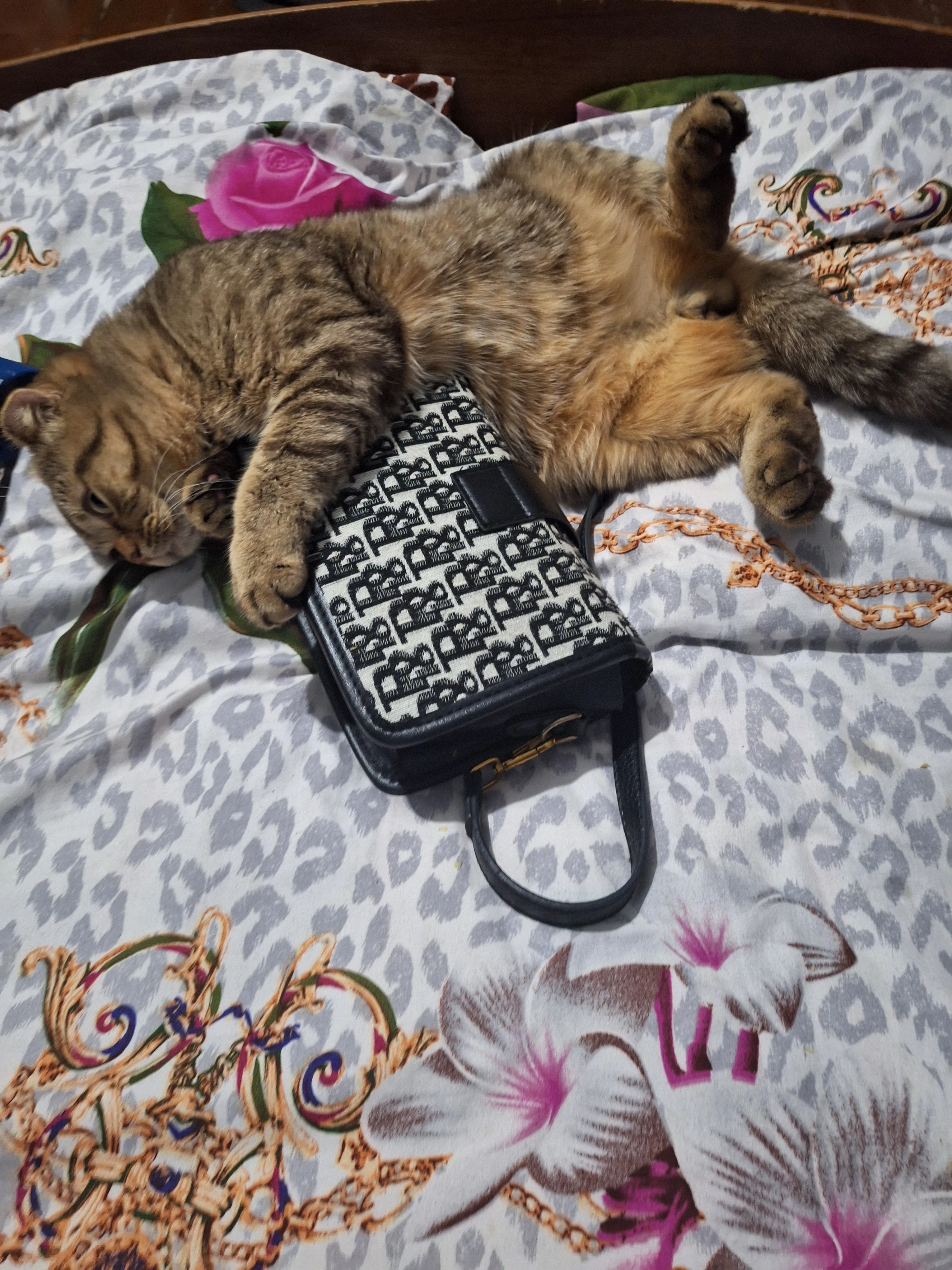 Вот её любовь к моим сумкам,это уже другая история 🤣 - изображение
