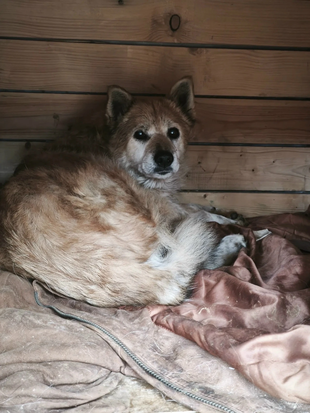 🐾 Шесть потерянных хвостиков ждут прямо сейчас в приюте г.Перми на Верхнемостовой 38! Все они очень ждут, что - изображение