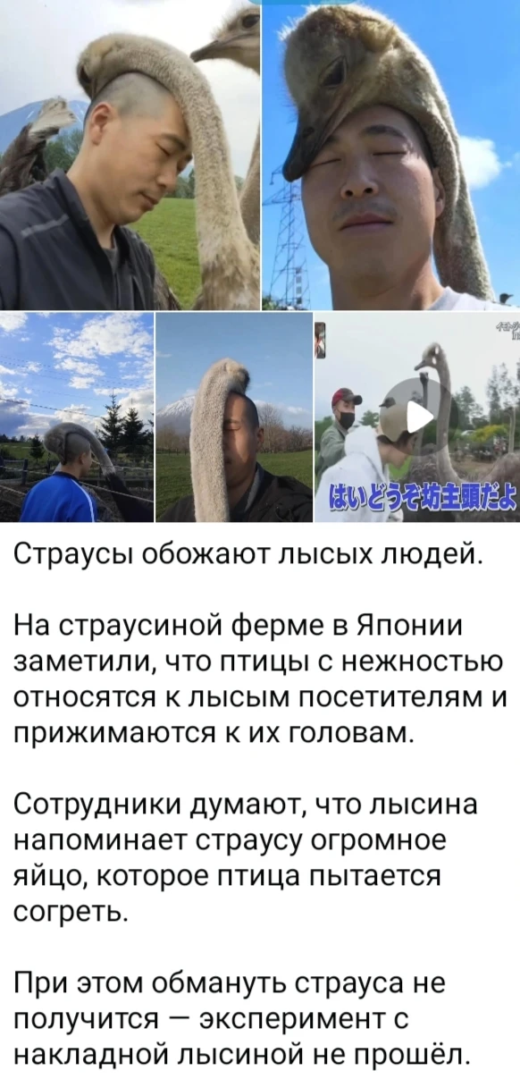 Изображение из поста - изображение
