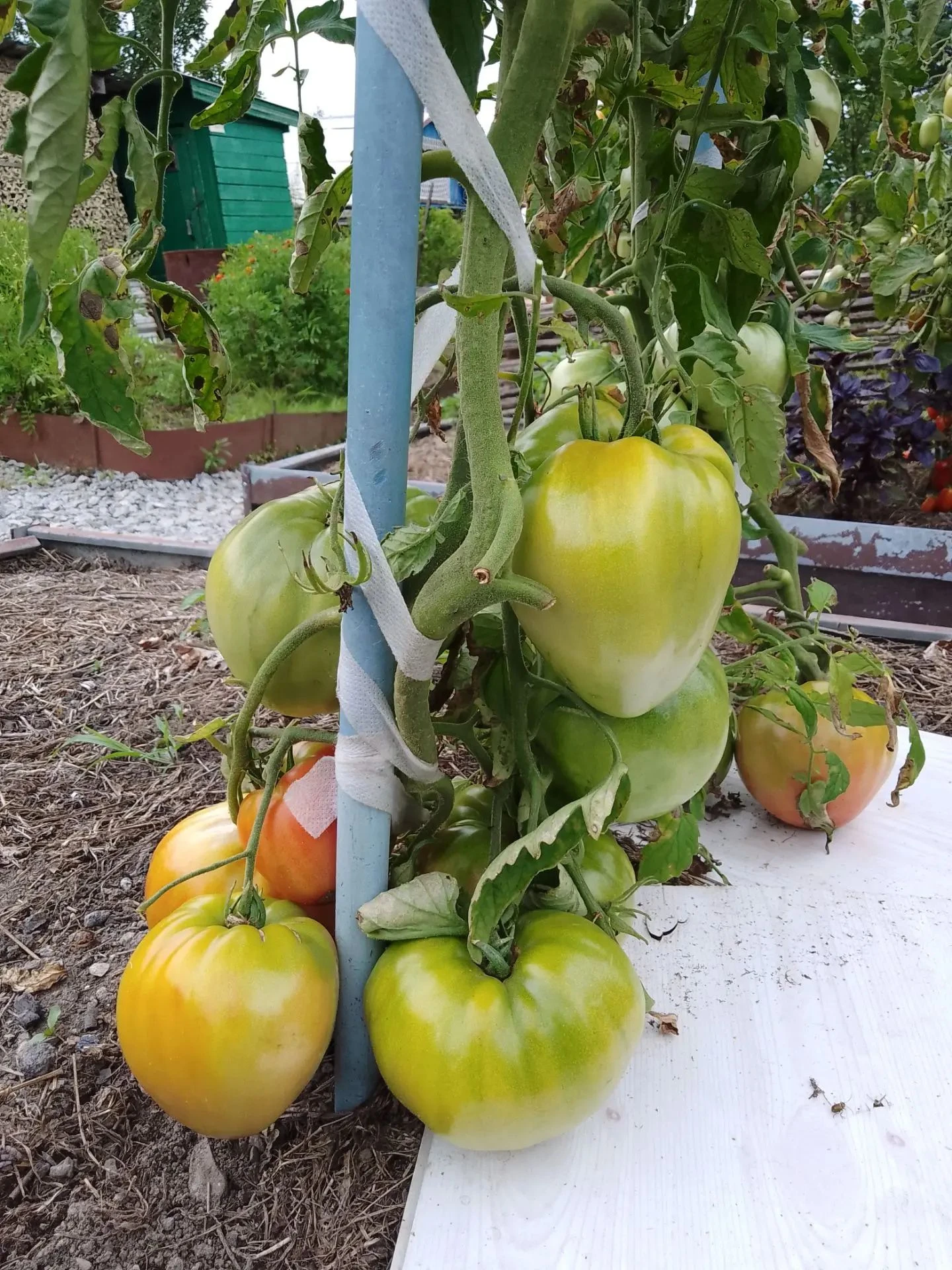 Итоги дачного сезона: мои «томатные» фавориты и выводы 🍅 Добрый день, дорогие друзья! Время летит быстро, и - изображение