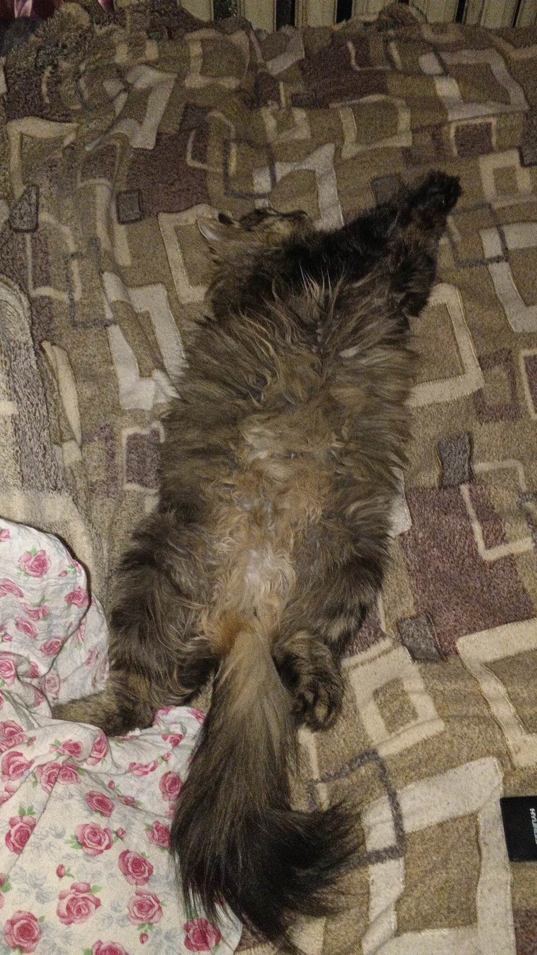 Люблю своего котика ❤️ - изображение