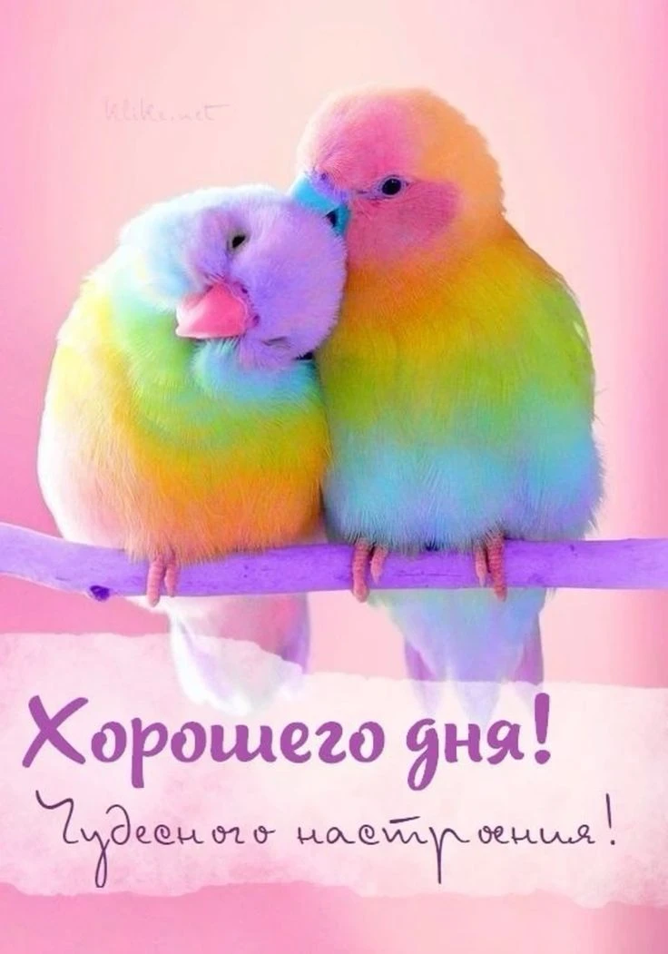 Изображение из поста - изображение
