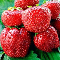 Друзья-дачники! 🌱 Знакомая картина: вроде и поливаешь, и удобряешь, а урожай всё равно не радует? Сосед - изображение