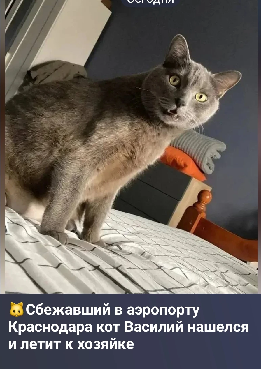 Изображение из поста - изображение