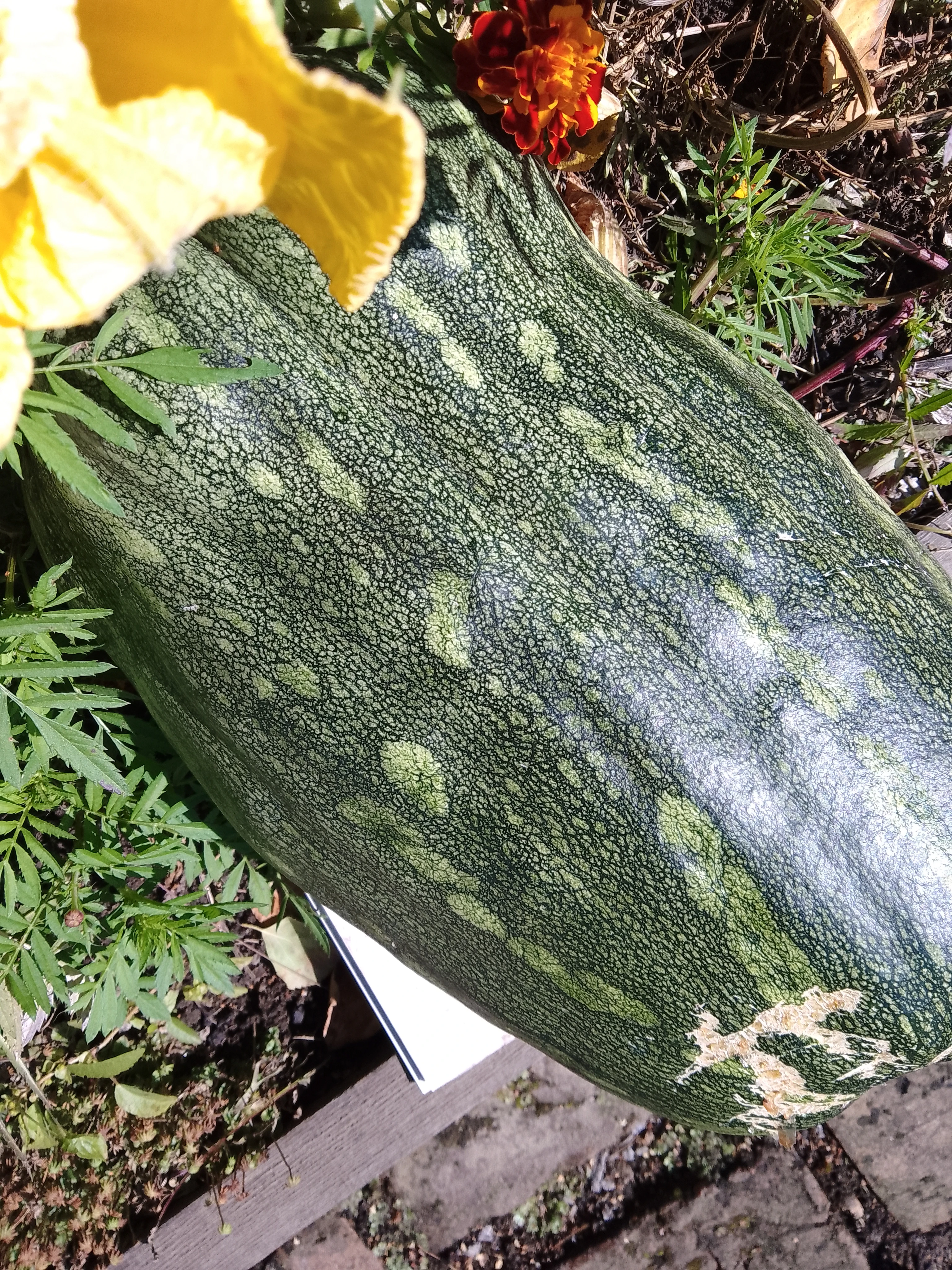 Моя дачная «толстушка» 🎃 В этом году тыквенный урожай у меня небольшой — видимо, сказалось то, что семена были - изображение