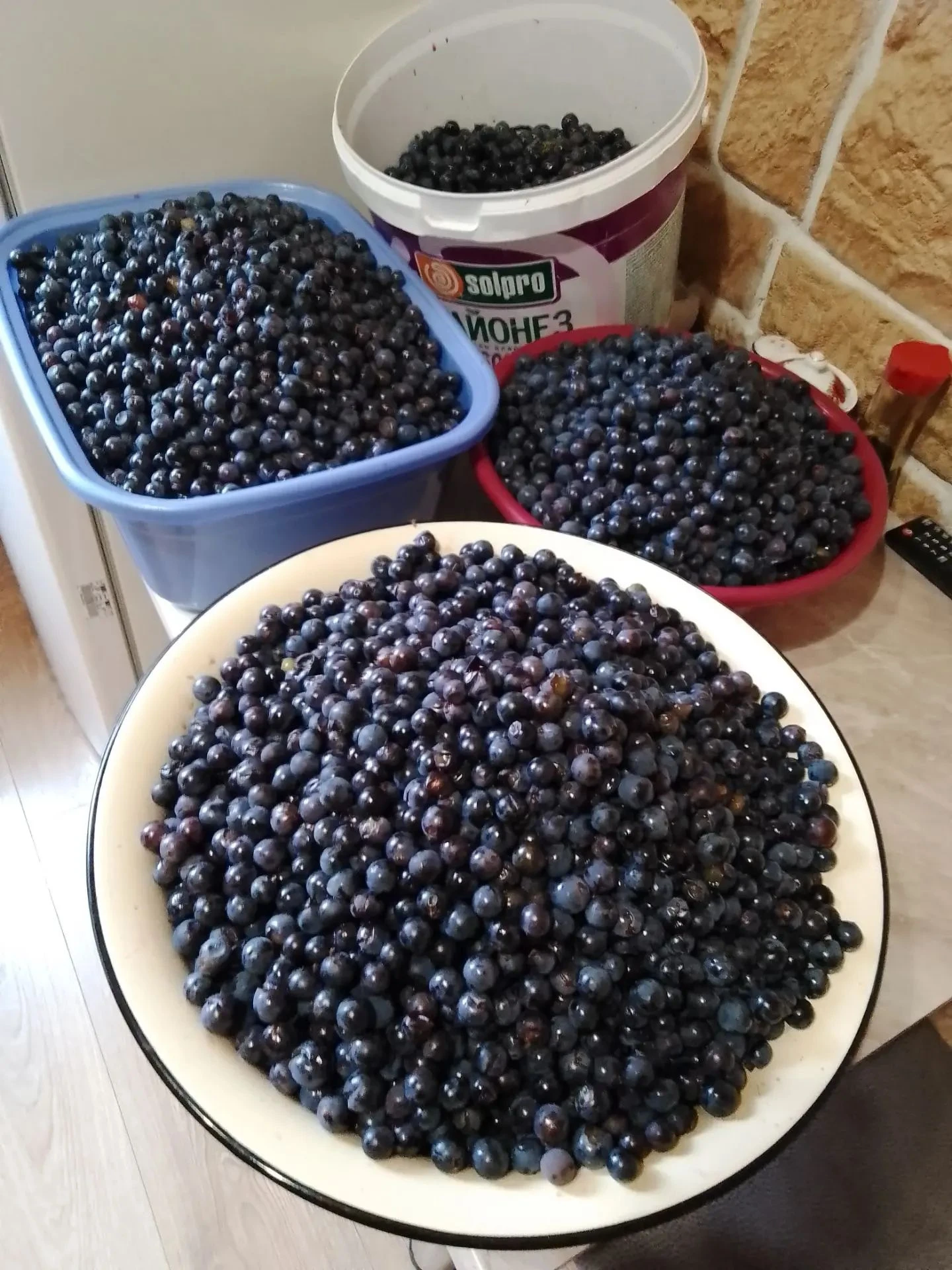 Начало винодельческого сезона 🍇🍷 У нас на даче созрел виноград. Посмотрите, какие красавицы-гроздья налились - изображение