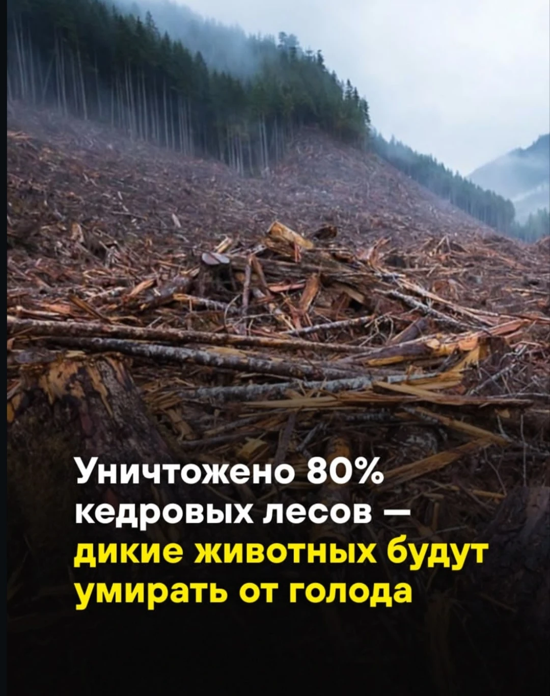 подробная информация на этом аккаунте - изображение
