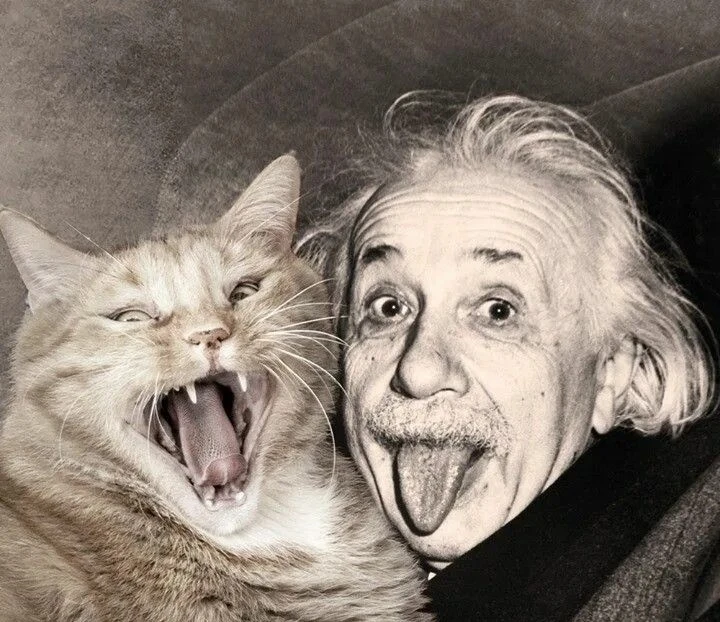 Кот Шрёдингера.🐈‍⬛ Это, пожалуй, самый известный «кошачий» сюжет в науке, хотя тут есть важный нюанс: сам кот — - изображение
