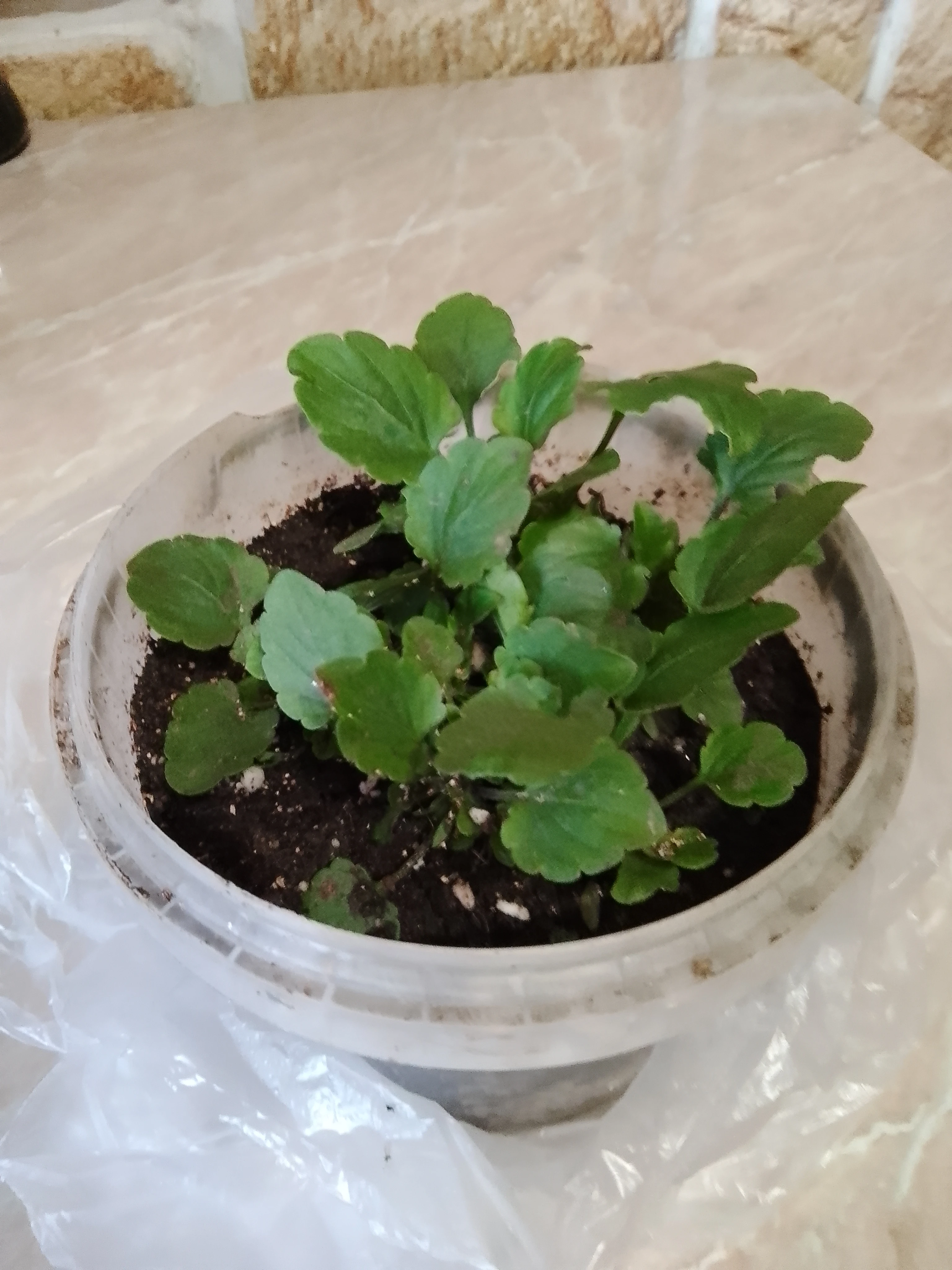 Неожиданная находка: спасаем фиалки из осеннего сада 🌱. Доброе утро, дорогие читатели! 🌸 Вчера на даче меня - изображение