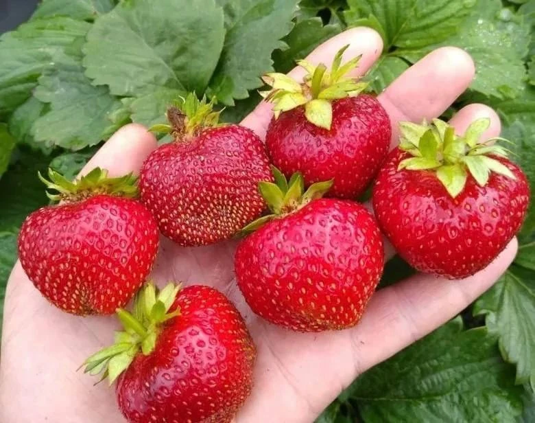 Минеральные удобрения для осенней подкормки клубники. 1. Калийную соль разводят в пропорции 20 г на 10 л воды, - изображение