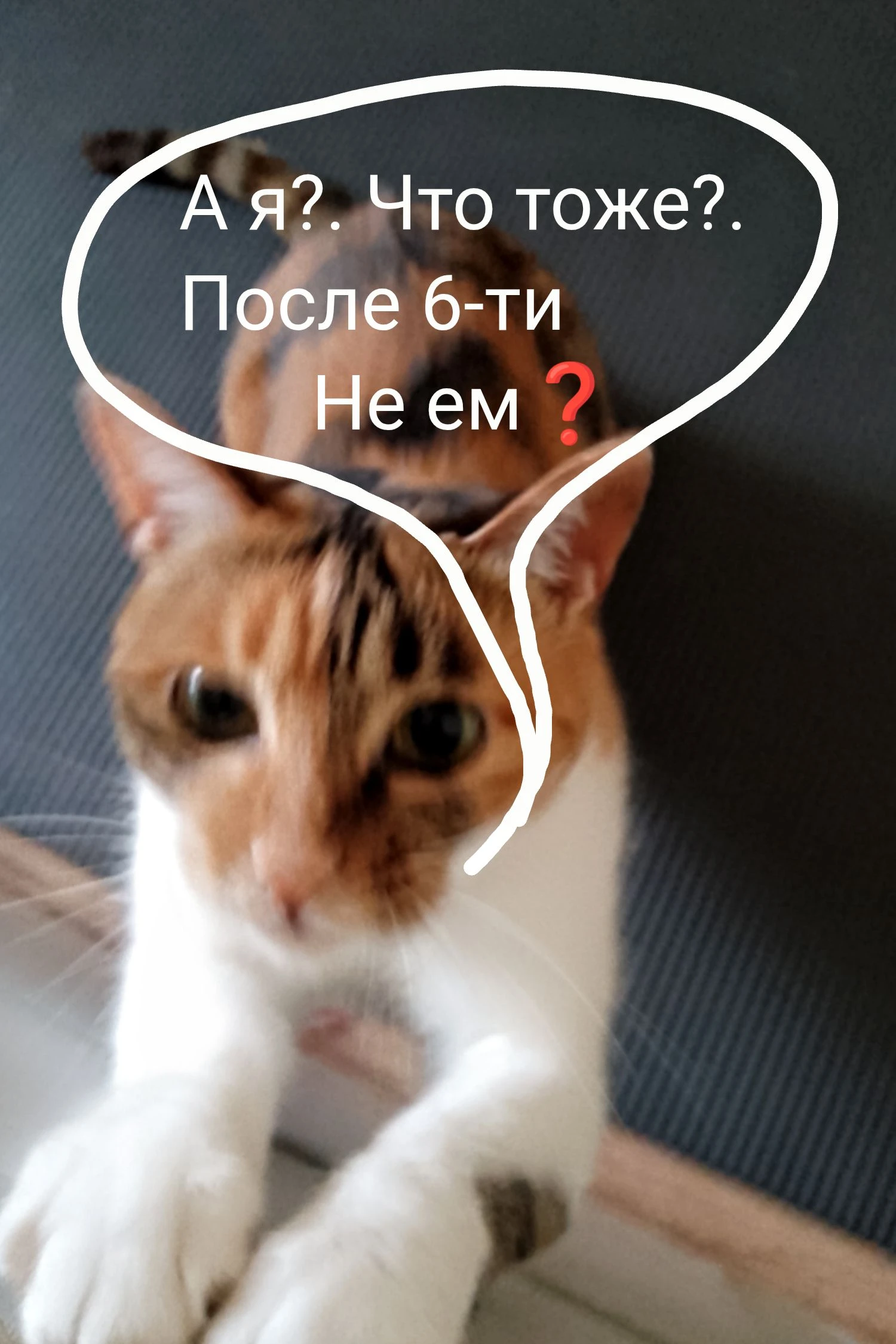 ‎🙀Когда твоя кошка получает вкусняшки во время твоих перекусов, а твой внутренний диетолог решил: “Никаких - изображение