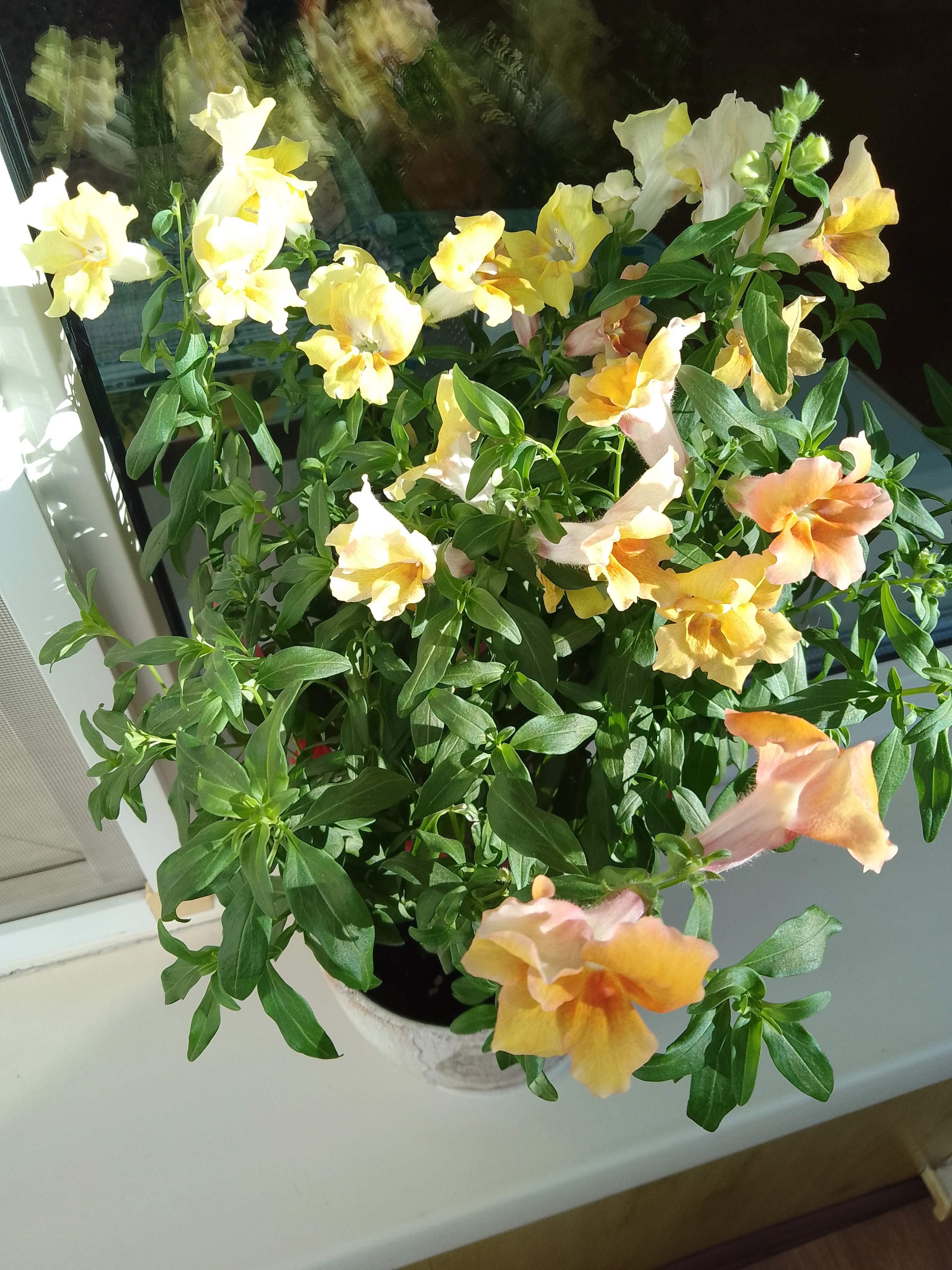 Последние краски дачного сезона 🌸 Сегодня хочу поделиться с вами, дорогие подписчики, цветами, которые до сих - изображение