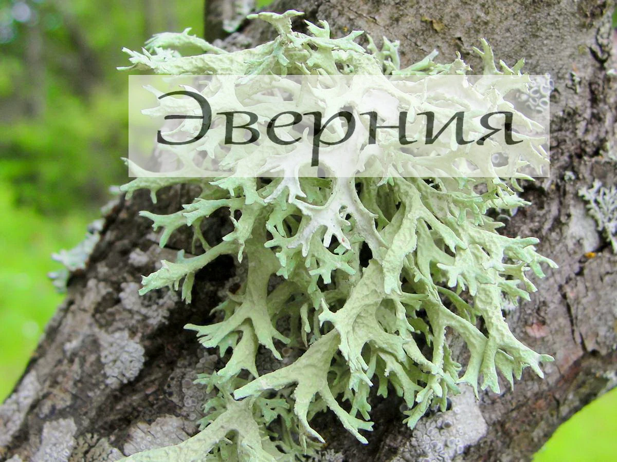 РОЗА: общепризнанный любовный аромат. Истинное розовое масло и розовый абсолю очень дороги, но одна капля - изображение