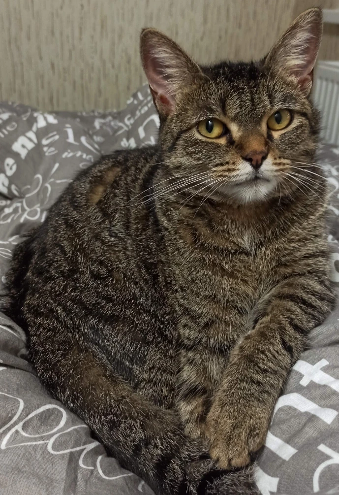 Моя кошка, её зовут Муха. 😺 ❤ Наш канал на ютубе - Лапки В Кадре. ➡️ Ссылка в профиле, если хотите можете - изображение