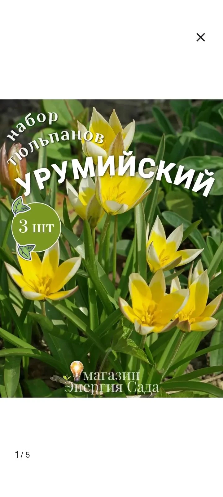 Как посадить ботанические тюльпаны, чтобы сад выглядел как на картинке? 🌷 Вчера я не удержалась и ещё купила - изображение