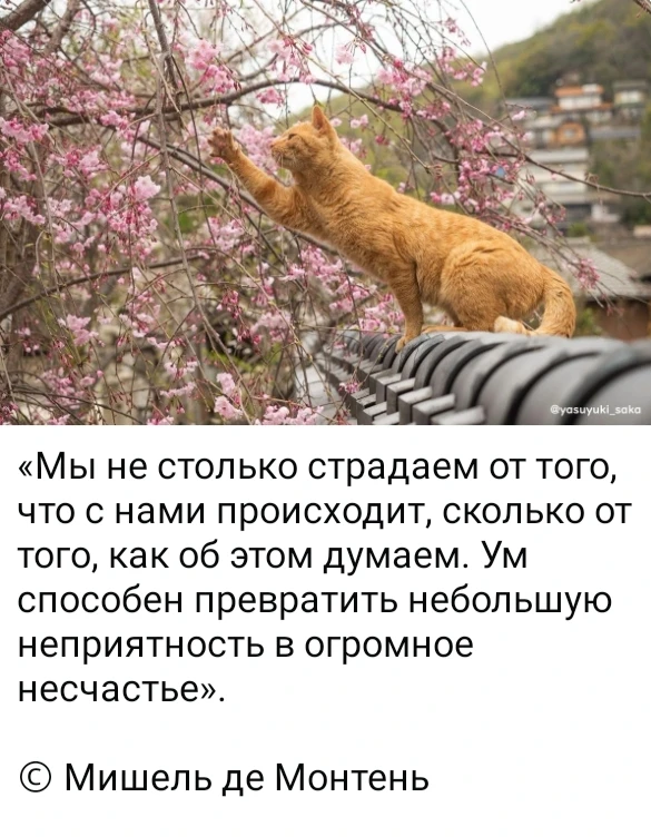 Изображение из поста - изображение