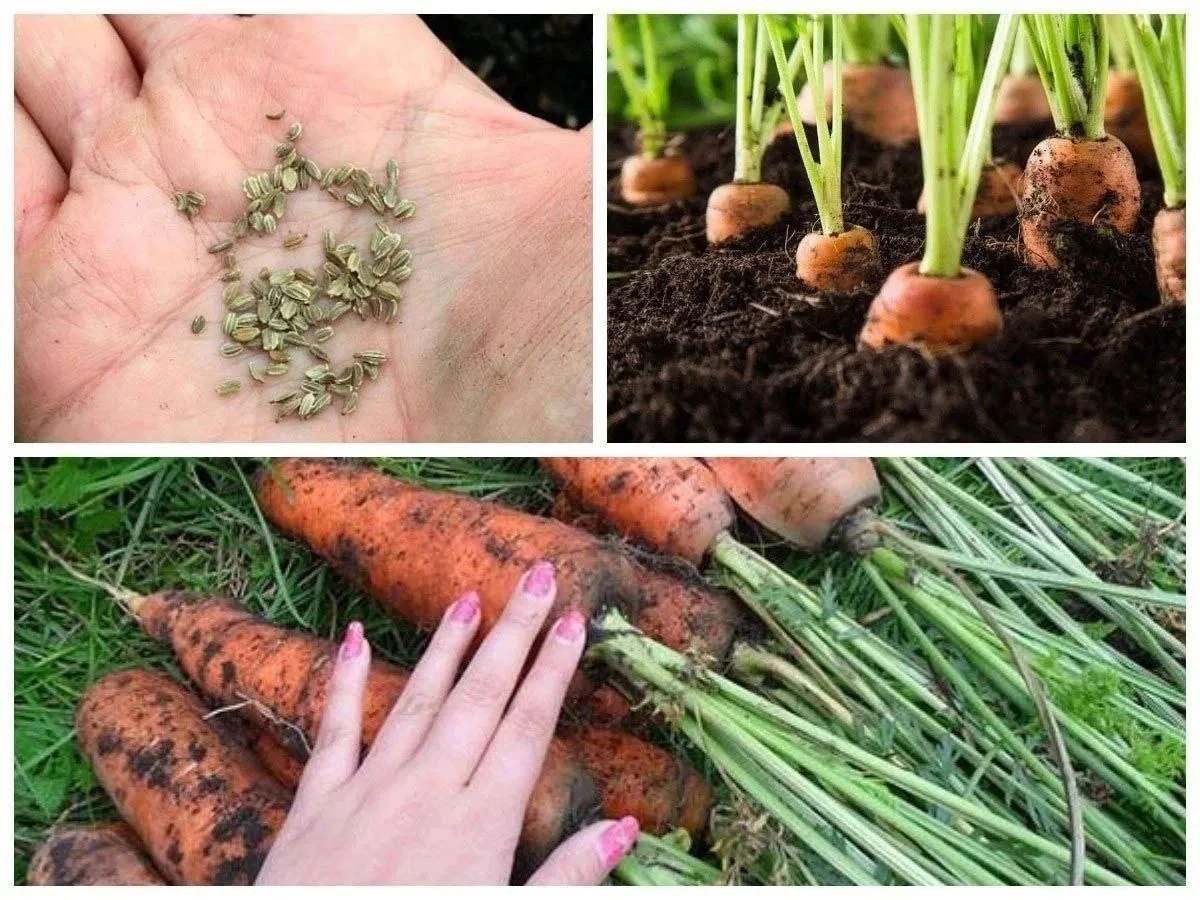 Корнеплоды моркови осеннего посева часто оказываются крупнее и вкуснее своих весенних "собратьев". Главные - изображение
