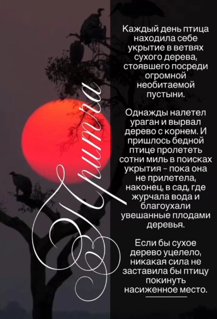 Какой еще ураган тебе нужен, чтобы оторваться от сухого дерева? - изображение