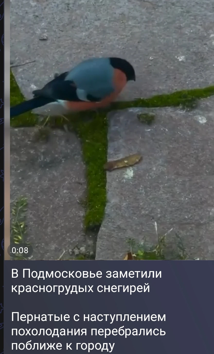 Изображение из поста - изображение
