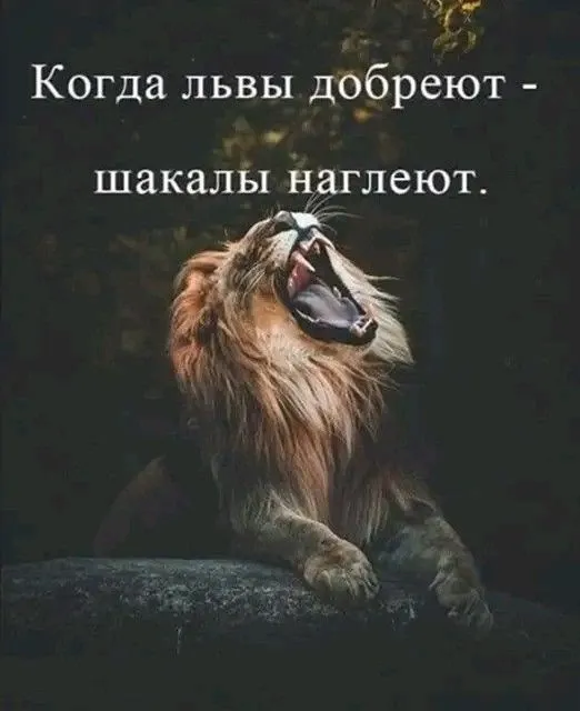 Прочитав эту фразу, кто-то относит себя к шакалам? Честно. Это же вопрос на грани. Обычно мы мгновенно примеряем - изображение