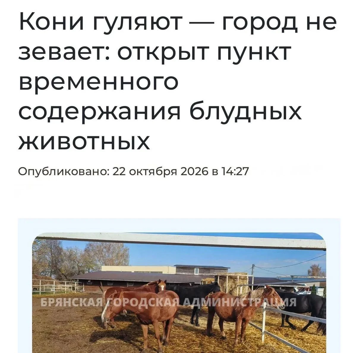 У цыган в России начнут отбирать лошадей и отправлять на штрафстоянку — меры вводят в Брянске. Городские власти - изображение