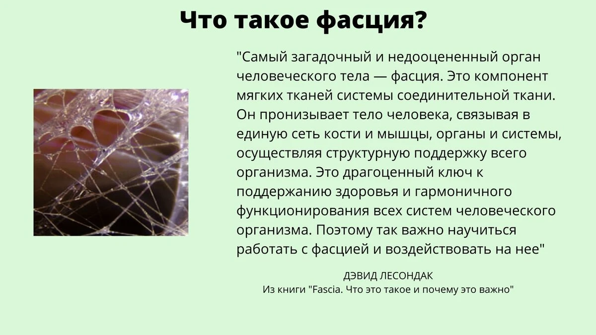 Фасция — это тонкая оболочка из соединительной ткани, которая покрывает все органы, сосуды, нервы, отдельные - изображение