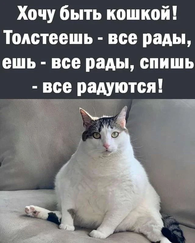 Может, в следующей жизни, когда я буду кошкой, на-на-на-на-на #юмор - изображение