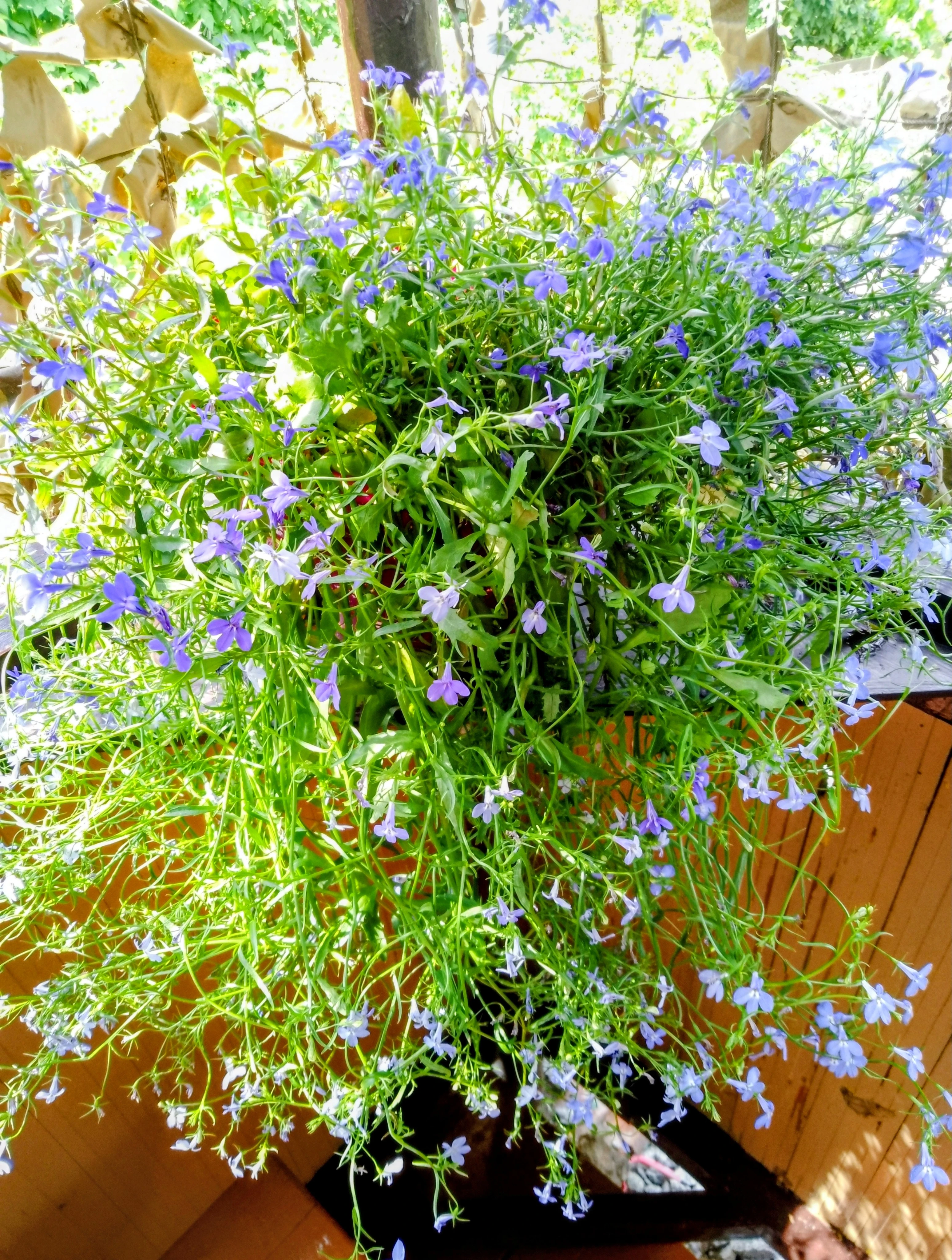 Готовь сани летом, а семена — осенью! 🌸 Добрый день друзья! Несмотря на то, что за окном еще осень, у меня в - изображение