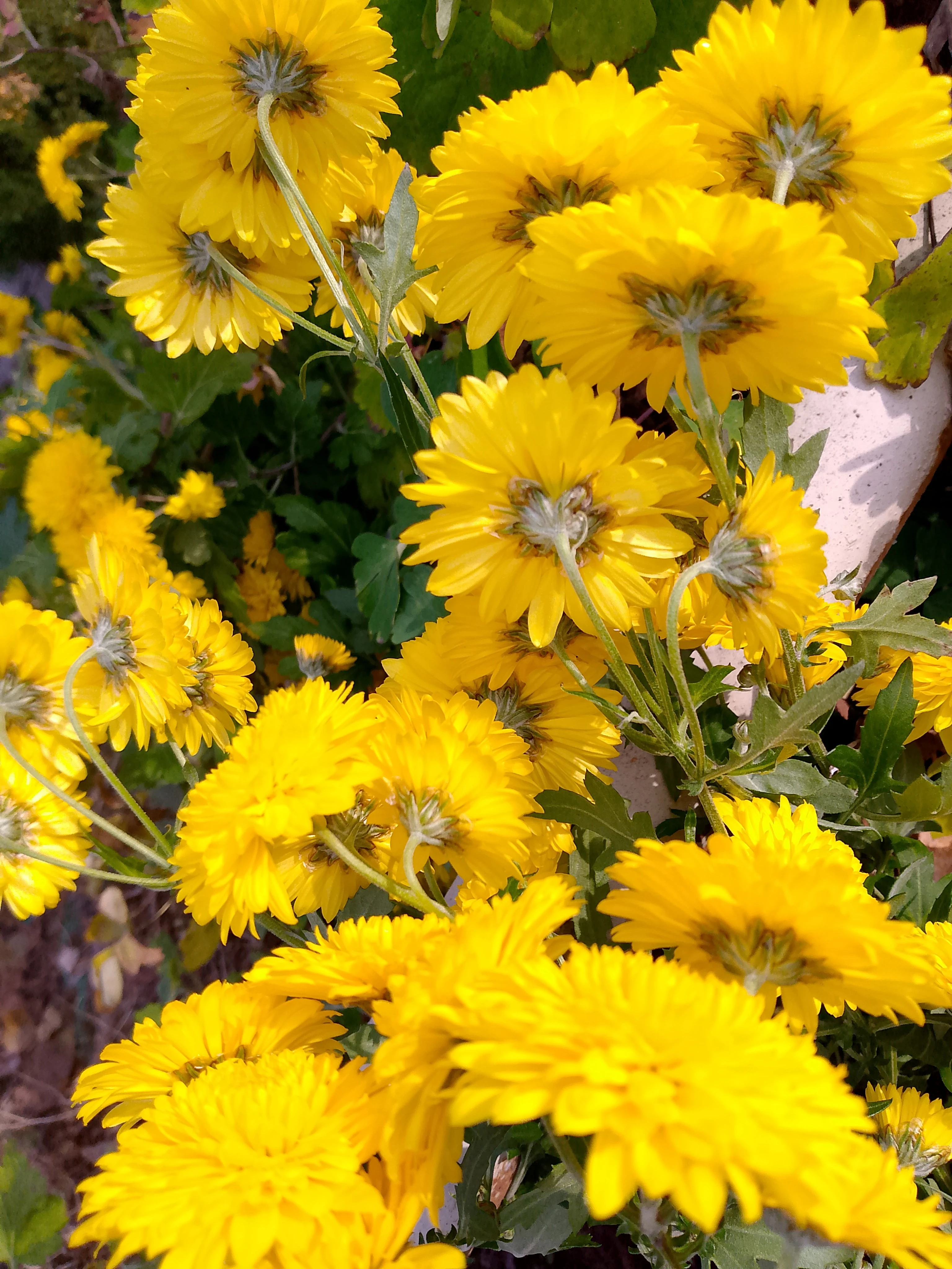 ✨Хризантемы в октябре🌼 В октябре сад дышит прохладой, но мои кусты хризантем продолжают цвести. Жёлтые, как - изображение