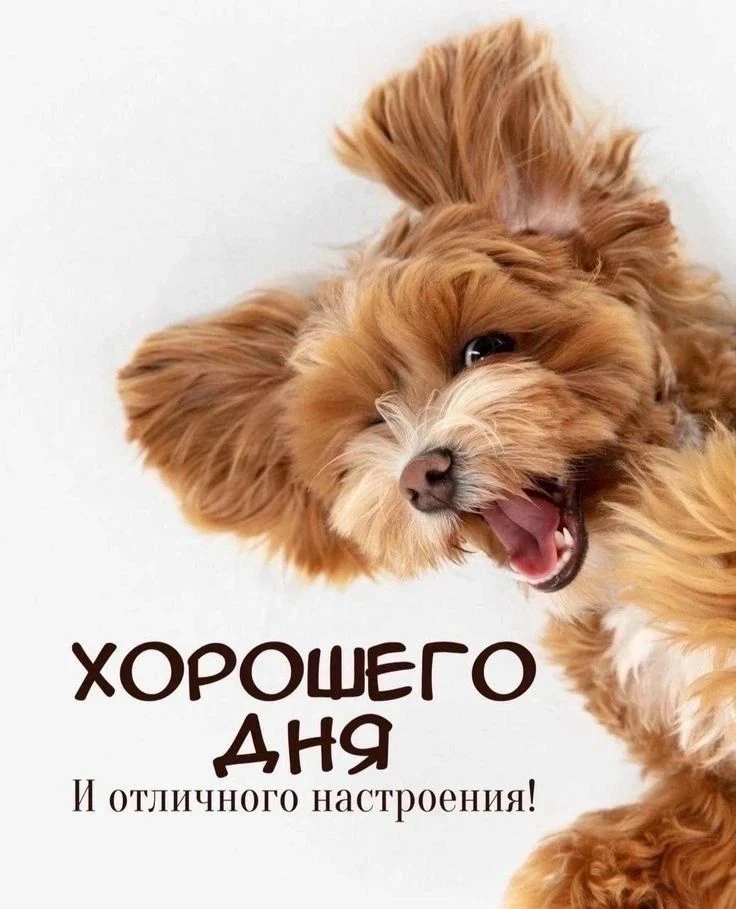 Изображение из поста - изображение