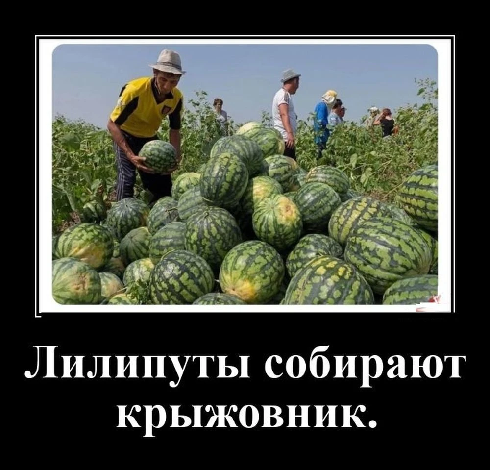 Изображение из поста - изображение