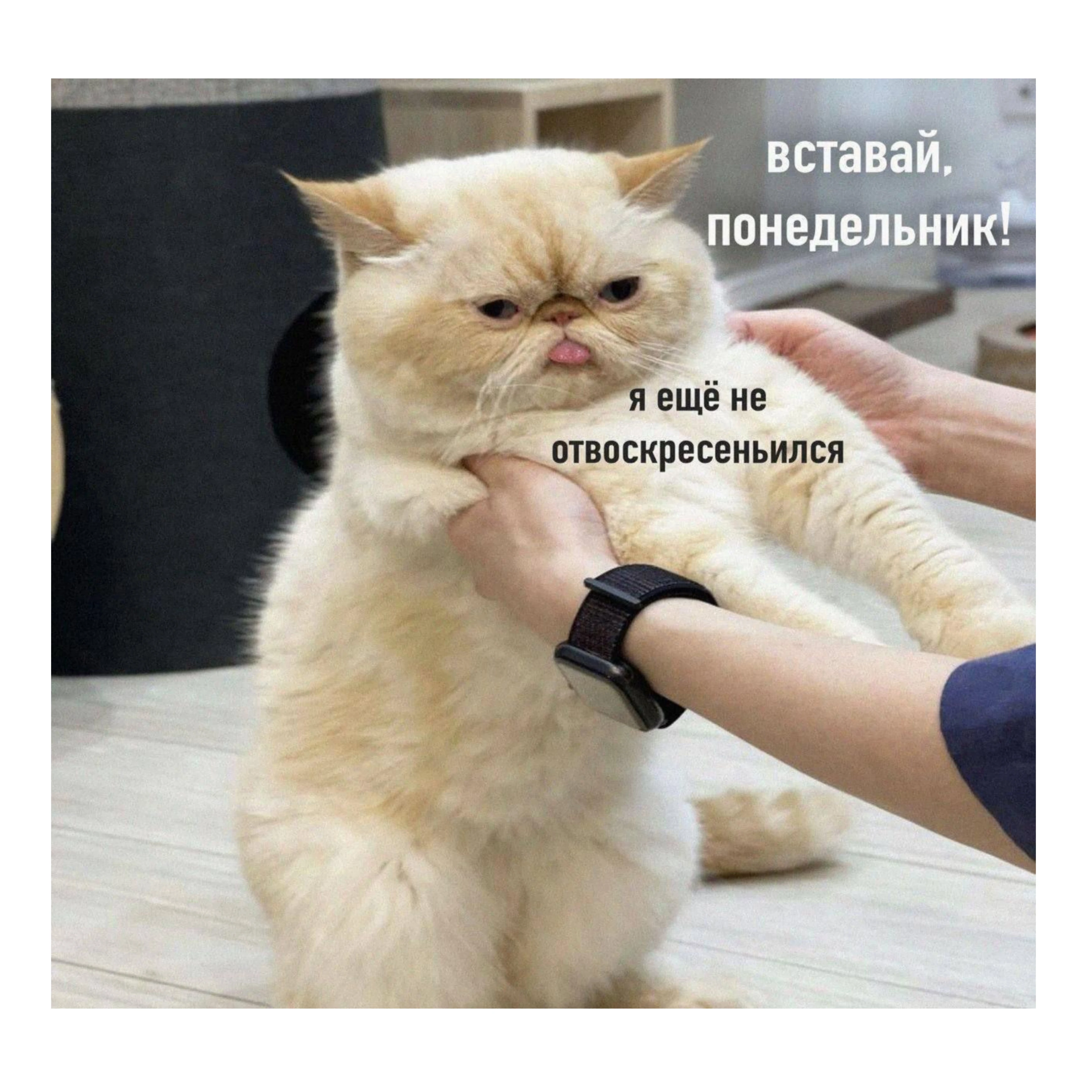 Изображение из поста - изображение