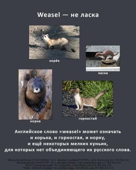 1. Eagle — не орёл. Тут всё хорошо, пока речь идёт о представителях рода Настоящие орлы (Aquila) — по-русски они - изображение