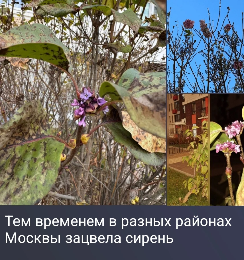 Изображение из поста - изображение